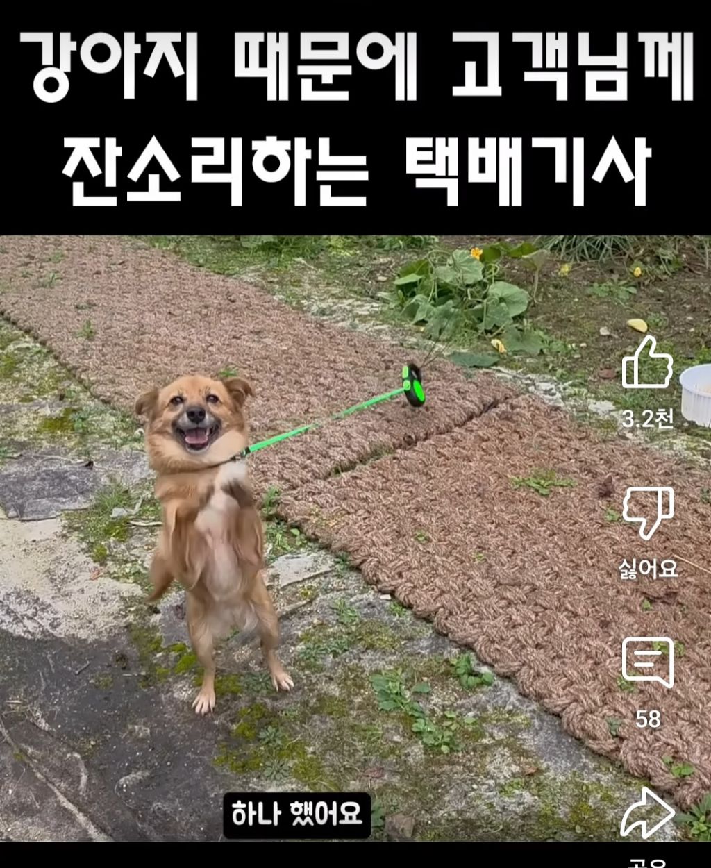 택배하면서 시골 묶인 개들한테 집 지어주는 택배기사 | 인스티즈