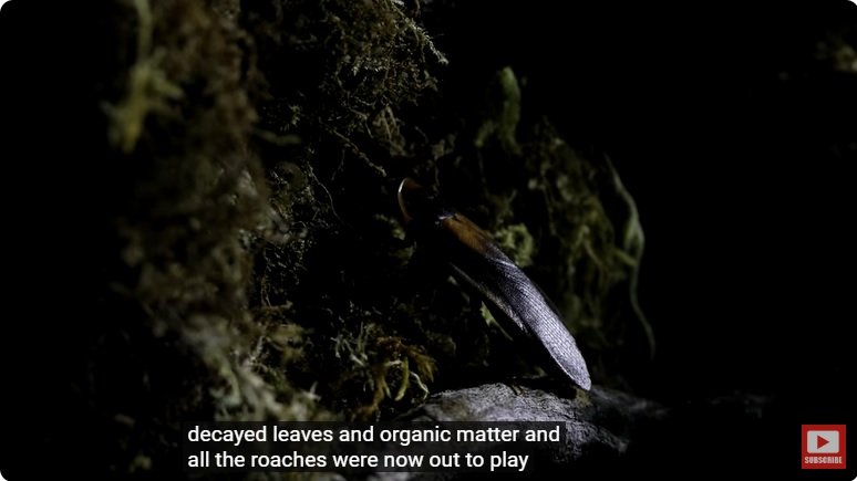 거대한 수조에 열대우림 환경을 조성해놓으면 생기는 일 - 3 | 인스티즈