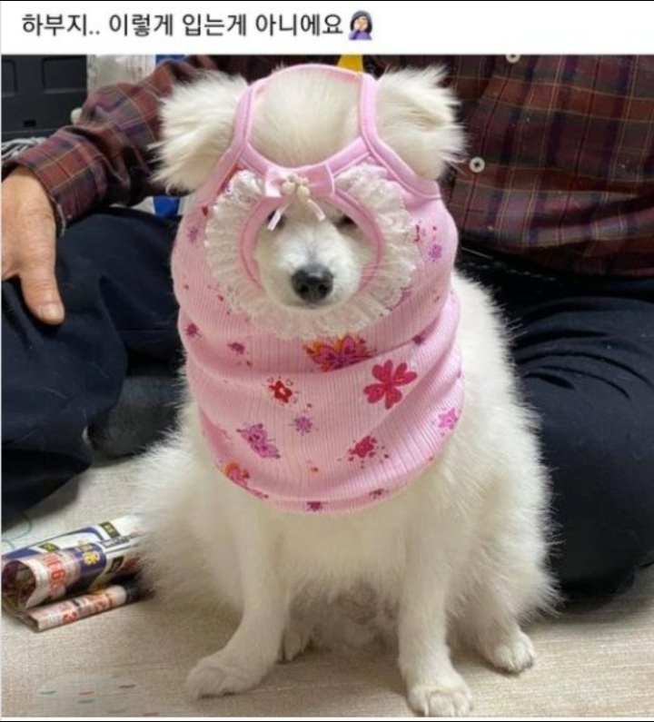 강아지옷 처음입혀보는 할아버지 ㅋㅋㅋ | 인스티즈