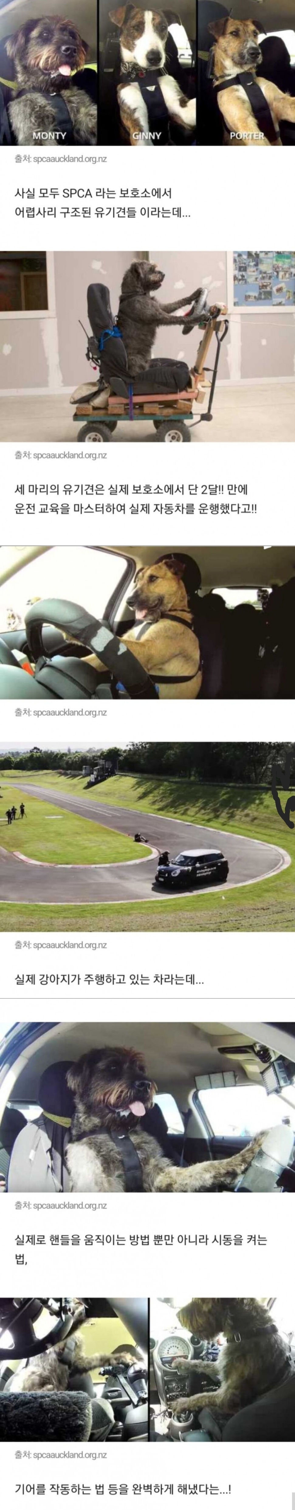 강아지들이 운전하는 거 진짜 똑똑하다 | 인스티즈