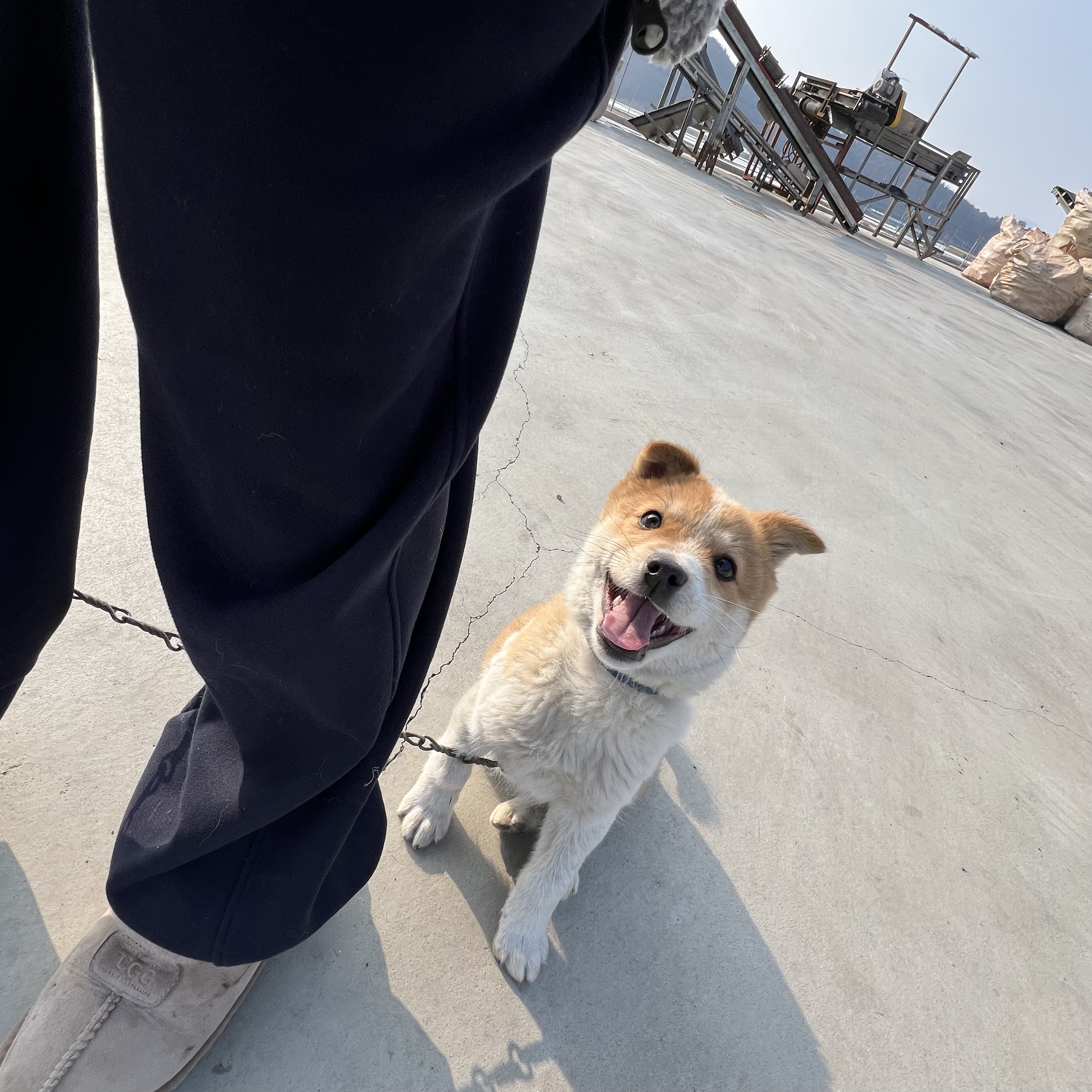 할머니집 시골개 산책시켜주고 왓다내요 | 인스티즈