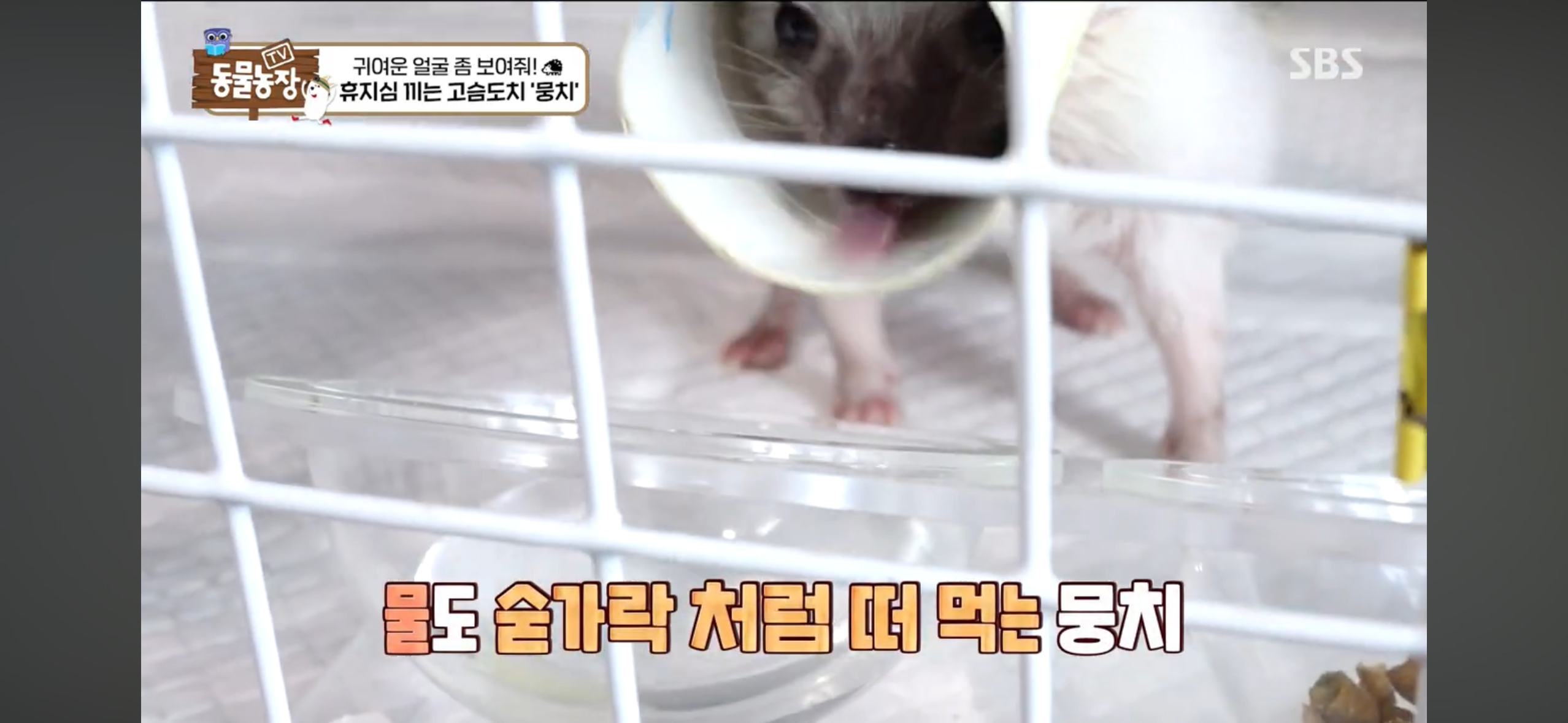 따봉고슴도치 휴지심 좋아도치 | 인스티즈