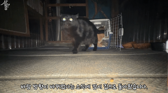 산불때문에 고양이 16마리와 대피한 유튜버 | 인스티즈