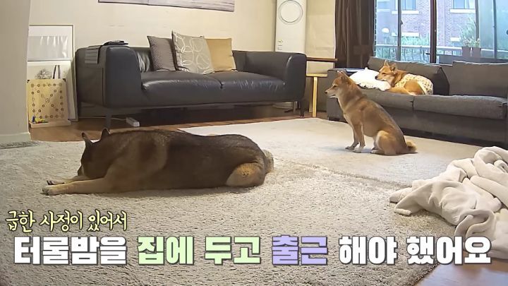 집에 강아지들끼리만 남겨졌을때 | 인스티즈
