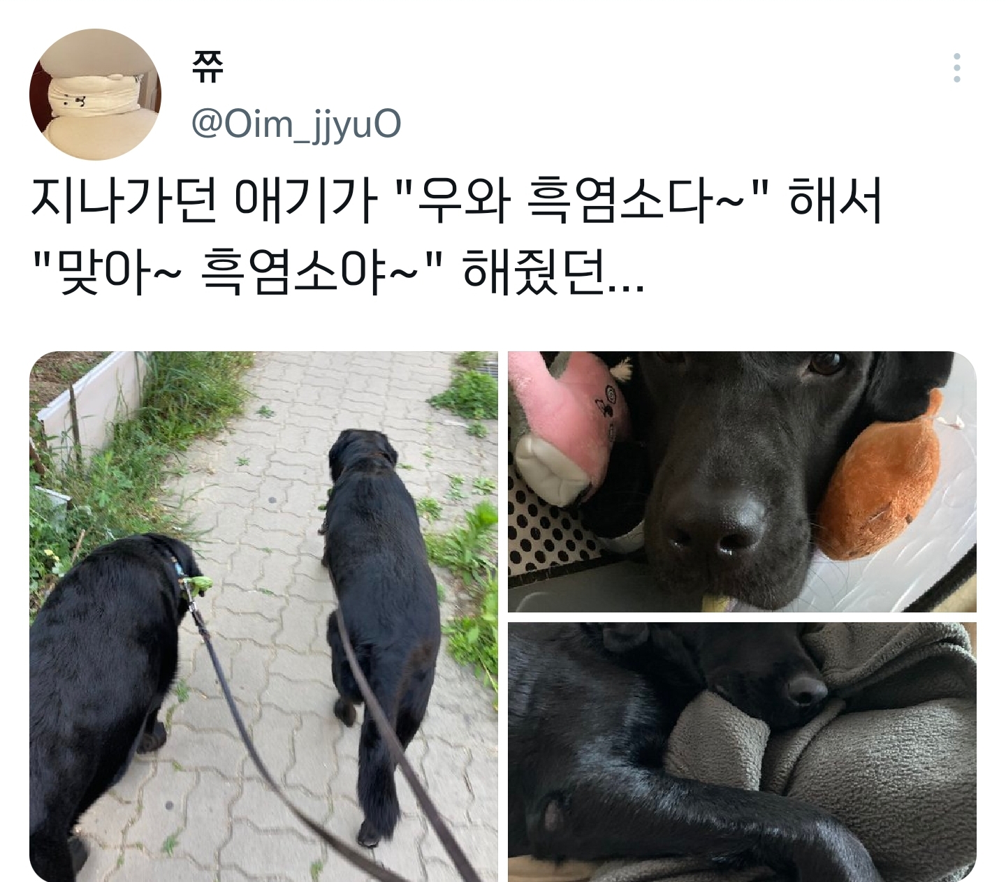 순수하게 동물을 좋아하지만 잘 모르는 사람들.twt | 인스티즈