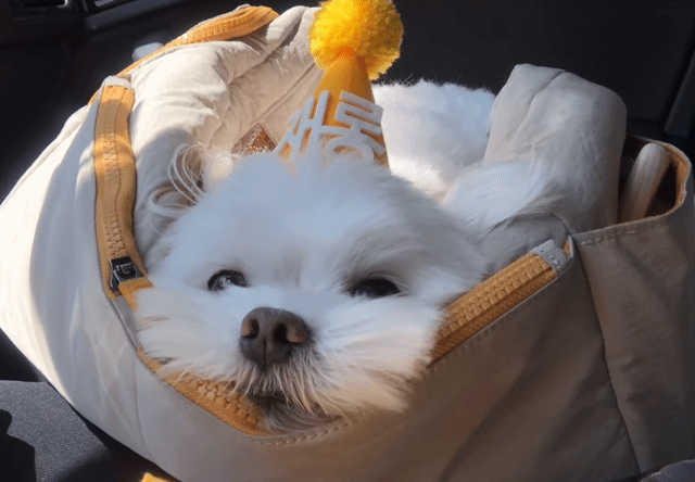 생일이 뭔진 모르겠지만 아무튼 신난 재롱이 | 인스티즈