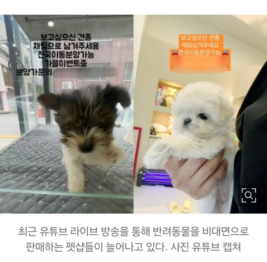 "요 아이, 태어난지 두달" 강아지 홈쇼핑?…제재 왜 못하나 | 인스티즈