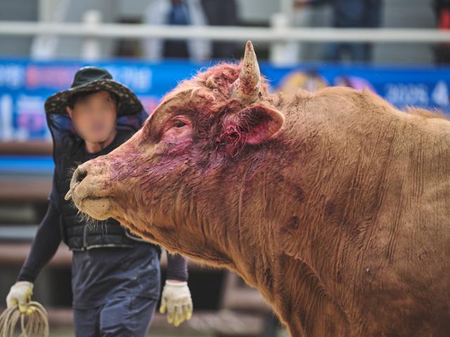 싸우기 싫은 소, 코뚜레로 끌어내고 채찍질···피와 침 흘릴 때까지 '학대' [영상] | 인스티즈