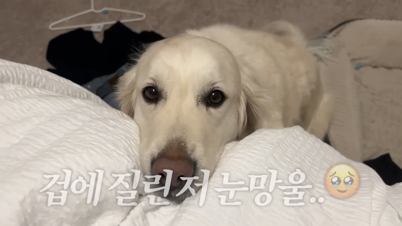 미국 이민갔는데 집에서 곰 나옴… | 인스티즈