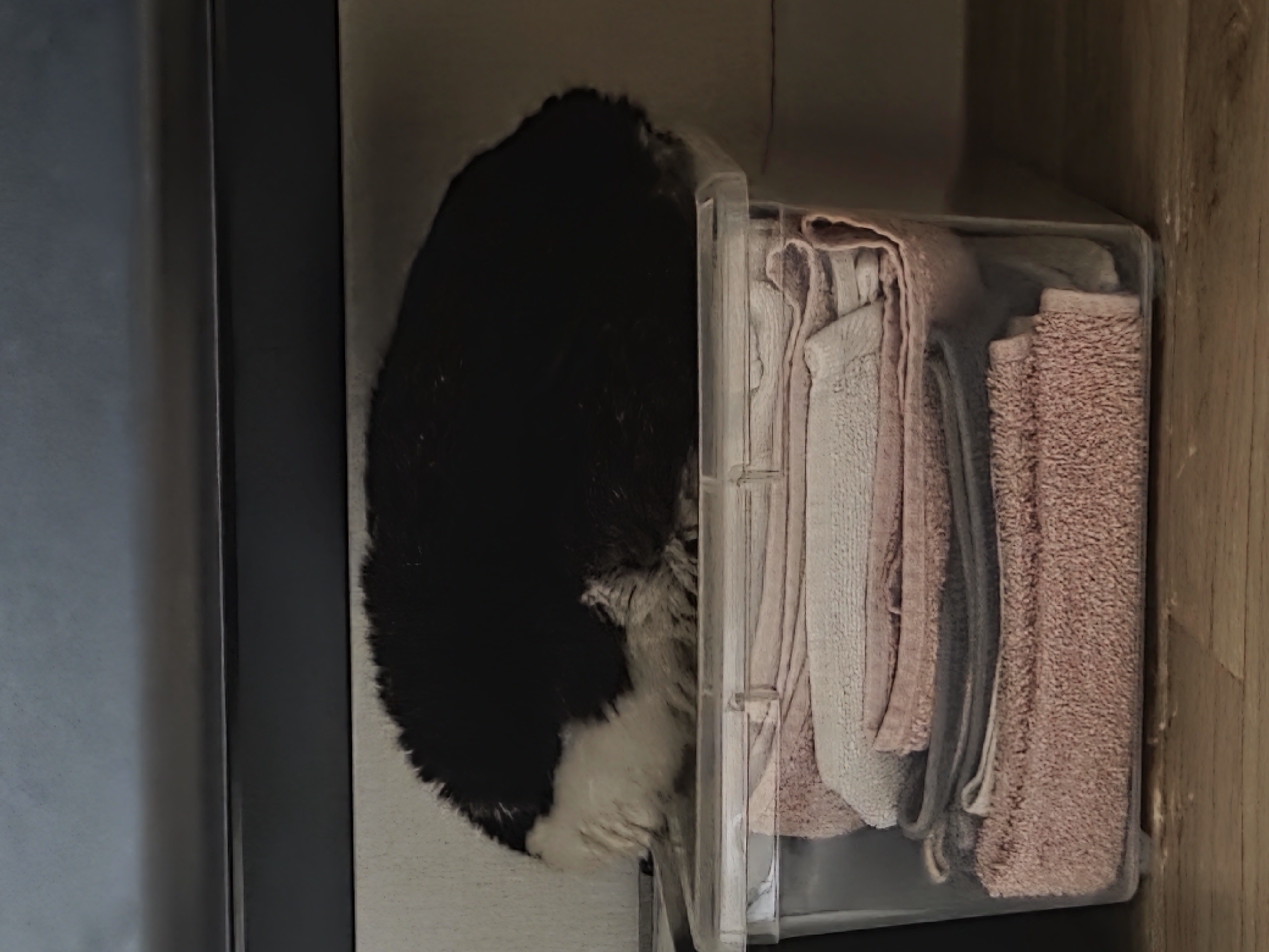 [입양홍보] 성묘 입양을 초보 집사에게 매우 추천합니다 | 인스티즈