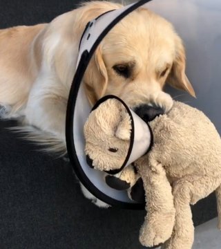 애착인형을 너무나도 좋아하는 댕댕이래... | 인스티즈