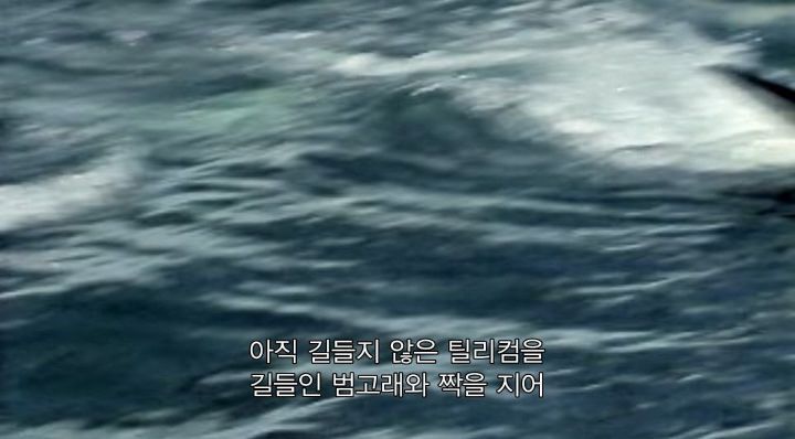 어느날 소방서에 고래가 조련사를 잡아 먹었다는 신고가 들어왔다 .jpg (스압주의) | 인스티즈