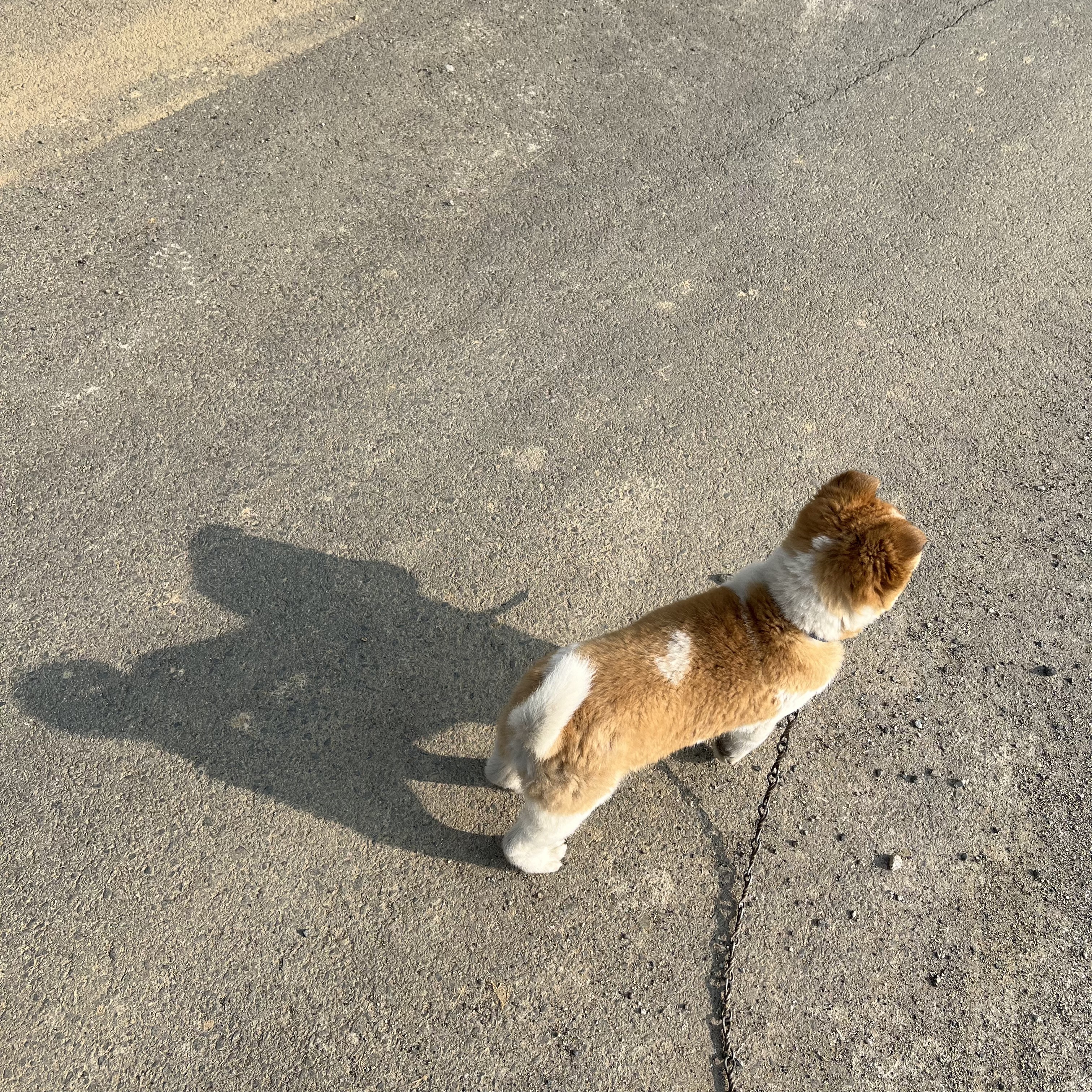 할머니집 시골개 산책시켜주고 왓다내요 | 인스티즈