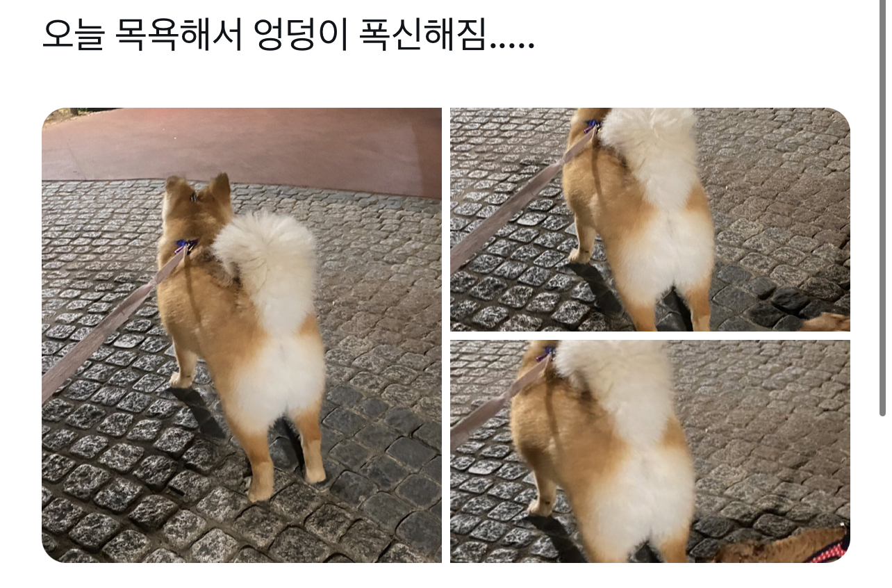 요즘 트위터에서 핫한 강아지 | 인스티즈