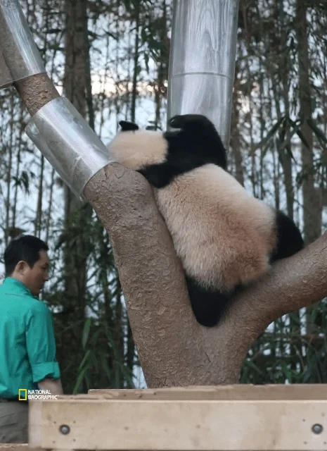 후이바오🐼 킹받게 놀리는 송바오 | 인스티즈