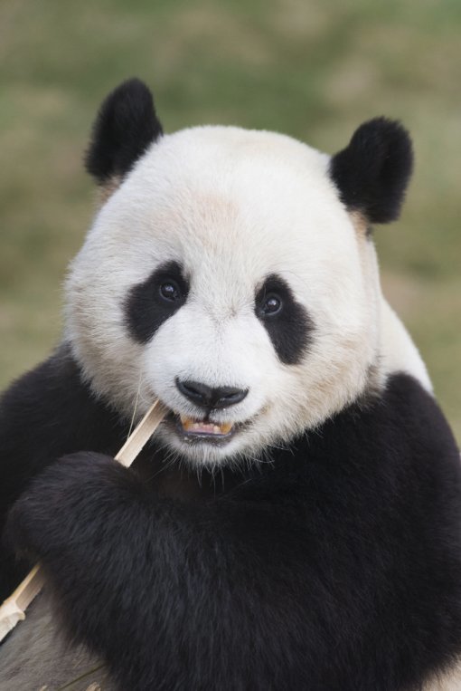 🐼 아이바오네 남판다들 🐼 | 인스티즈