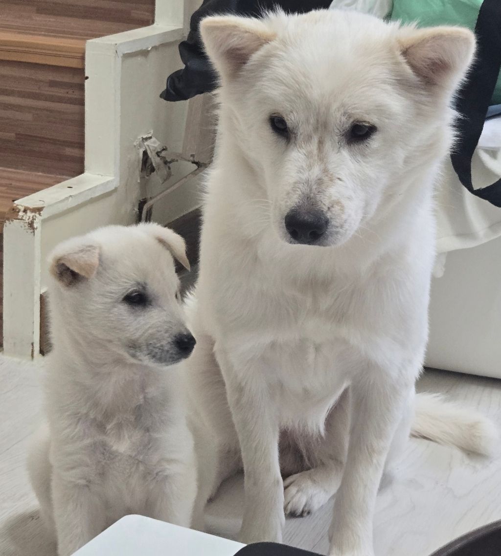 (입양홍보) 입양 무산 2번, 바미의 가족이 되어줘!💖 | 인스티즈