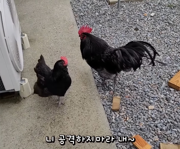 매맞는 삶을 살고있는 매탈남 근황 | 인스티즈