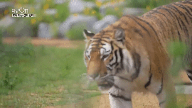 '절멸'의 '한국 호랑이'. 🐅 그 100년간의 이야기. -마지막- | 인스티즈