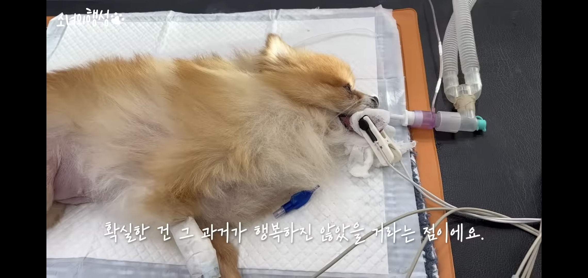 번식장에서 강아지 구조 후 치료했더니 절도죄로 고소당한 유튜버.jpg | 인스티즈