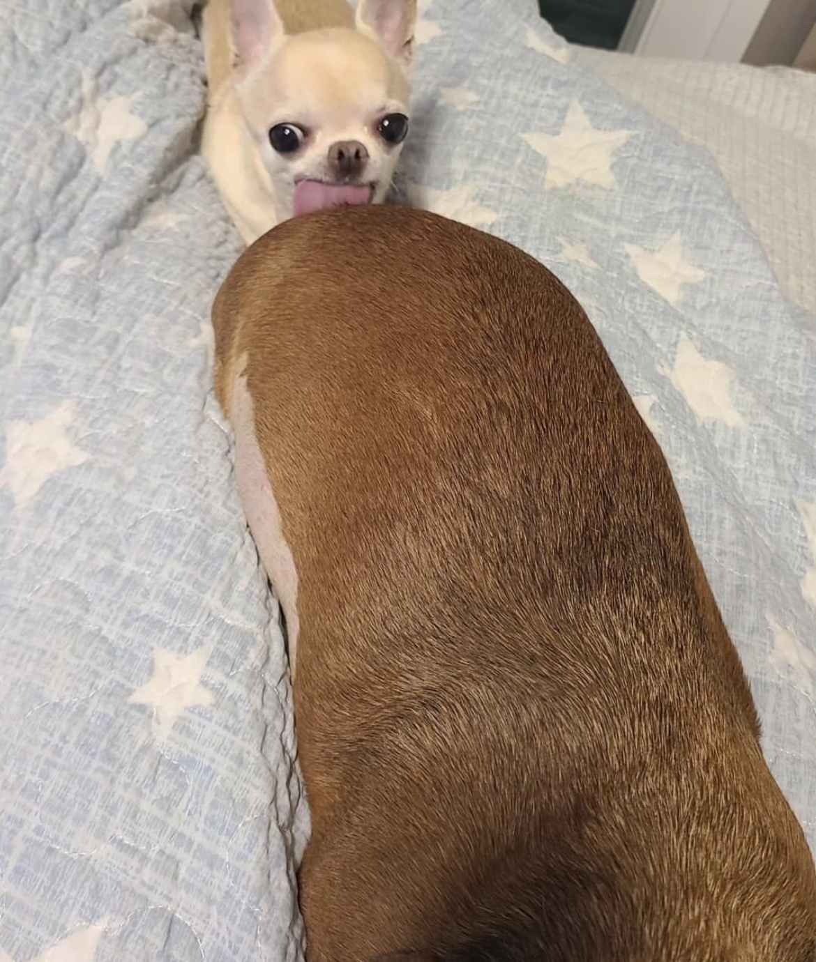 대왕 모카번 먹는 치와와.jpg | 인스티즈