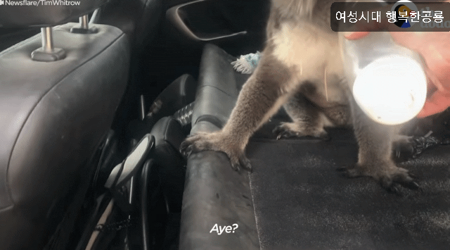 호주에서 더운 여름날에 차문을 열고 있으면 생기는 일.gif | 인스티즈