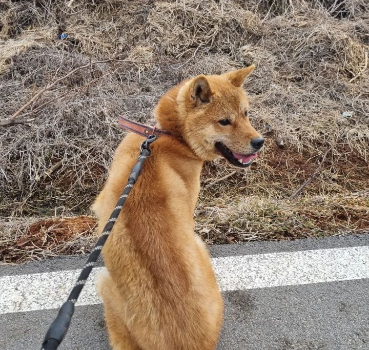 사람을 좋아하는 유기견 드론이는 내일 사람 손에 안락사 예정입니다ㅠㅠ | 인스티즈