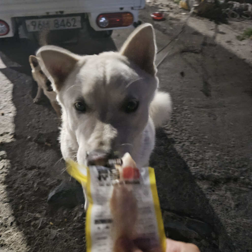 [입양홍보] 개장수에게 팔렸다 되찾아온 방치견 진순이·진돌이, 평생 가족을 찾아요! (부산/울산/전국) | 인스티즈