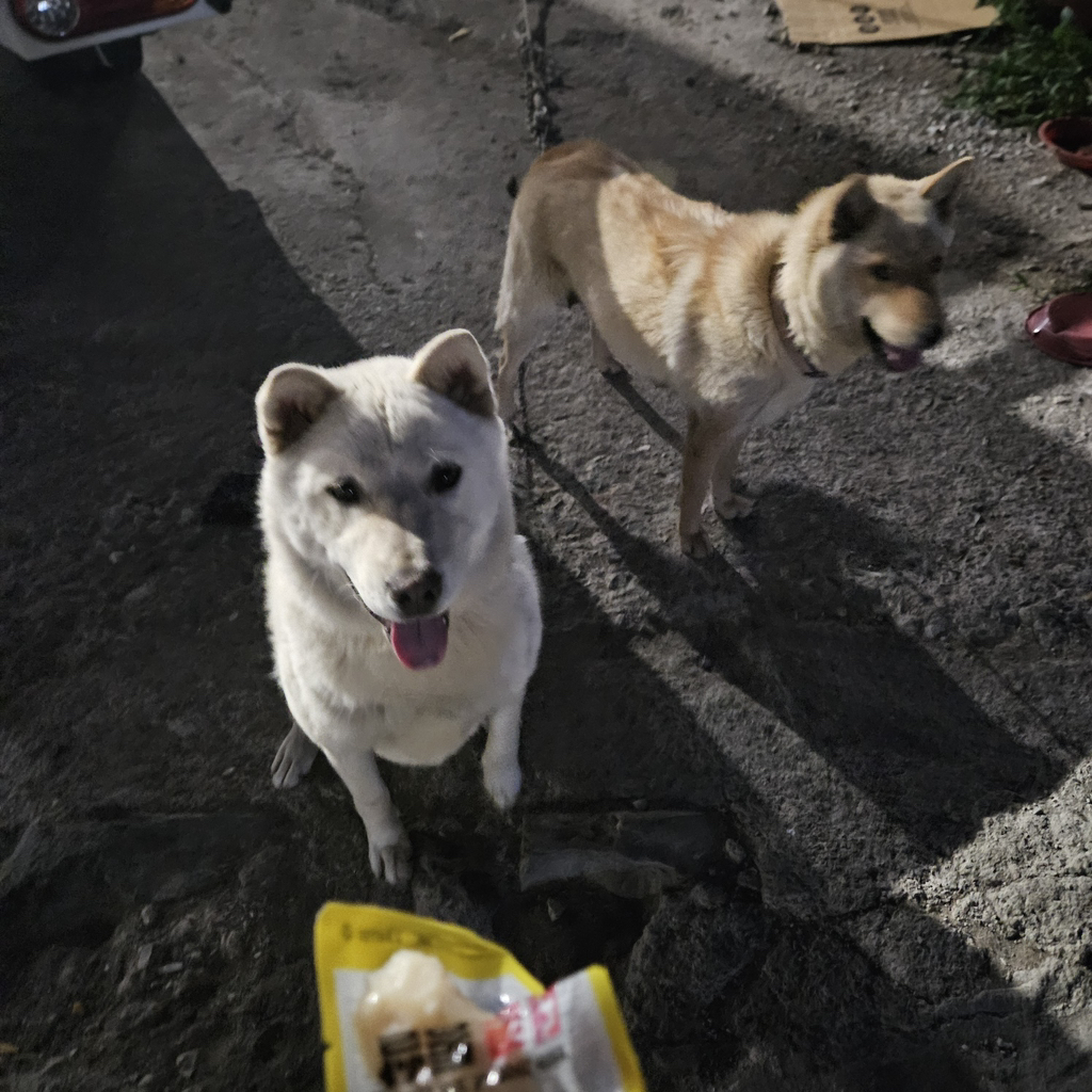 [입양홍보] 개장수에게 팔렸다 되찾아온 방치견 진순이·진돌이, 평생 가족을 찾아요! (부산/울산/전국) | 인스티즈