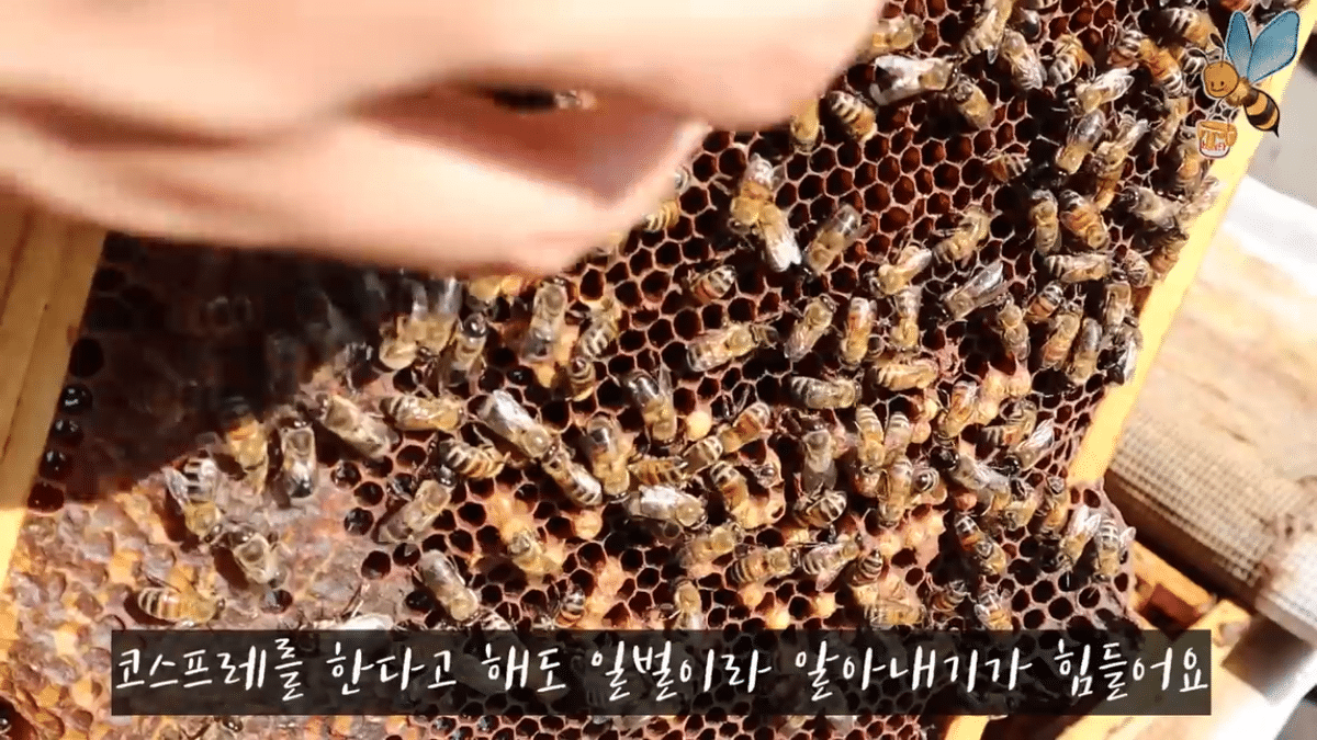 여왕벌 행세를 하는 일벌이 있다? | 인스티즈