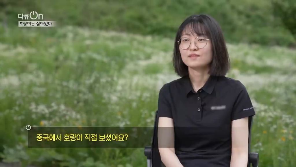 '절멸'의 '한국 호랑이'. 🐅 그 100년간의 이야기. -마지막- | 인스티즈