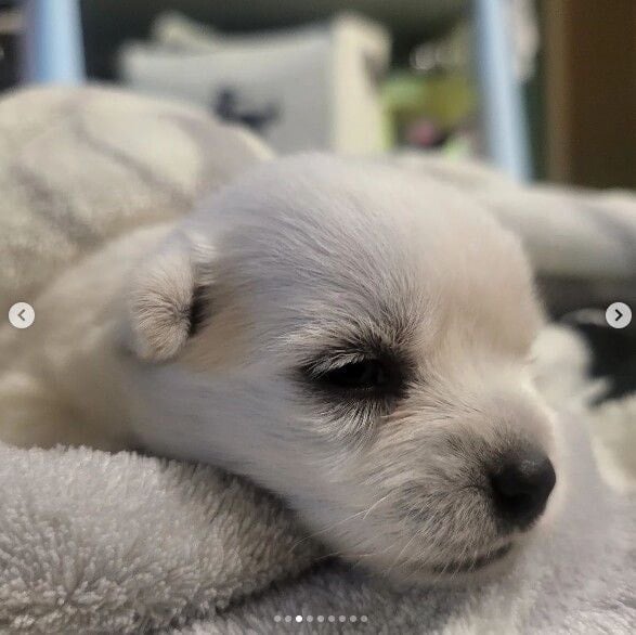 나는 자연인이다 윤택이 입양한 강아지.gif | 인스티즈