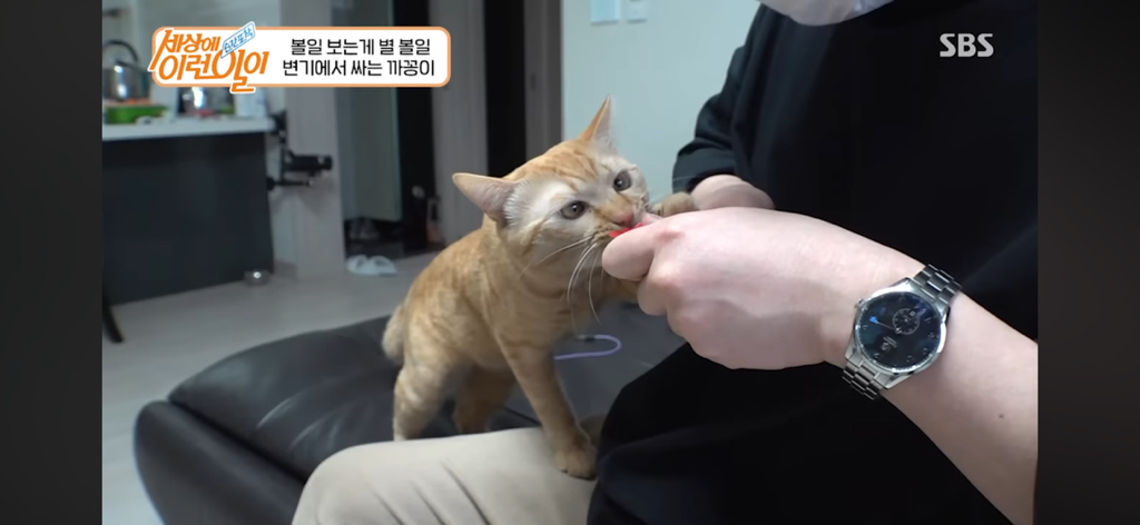 변기에서 볼 일 보는 고양이 | 인스티즈