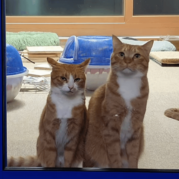 [매탈남] 매콤하게 생긴 고양이 | 인스티즈