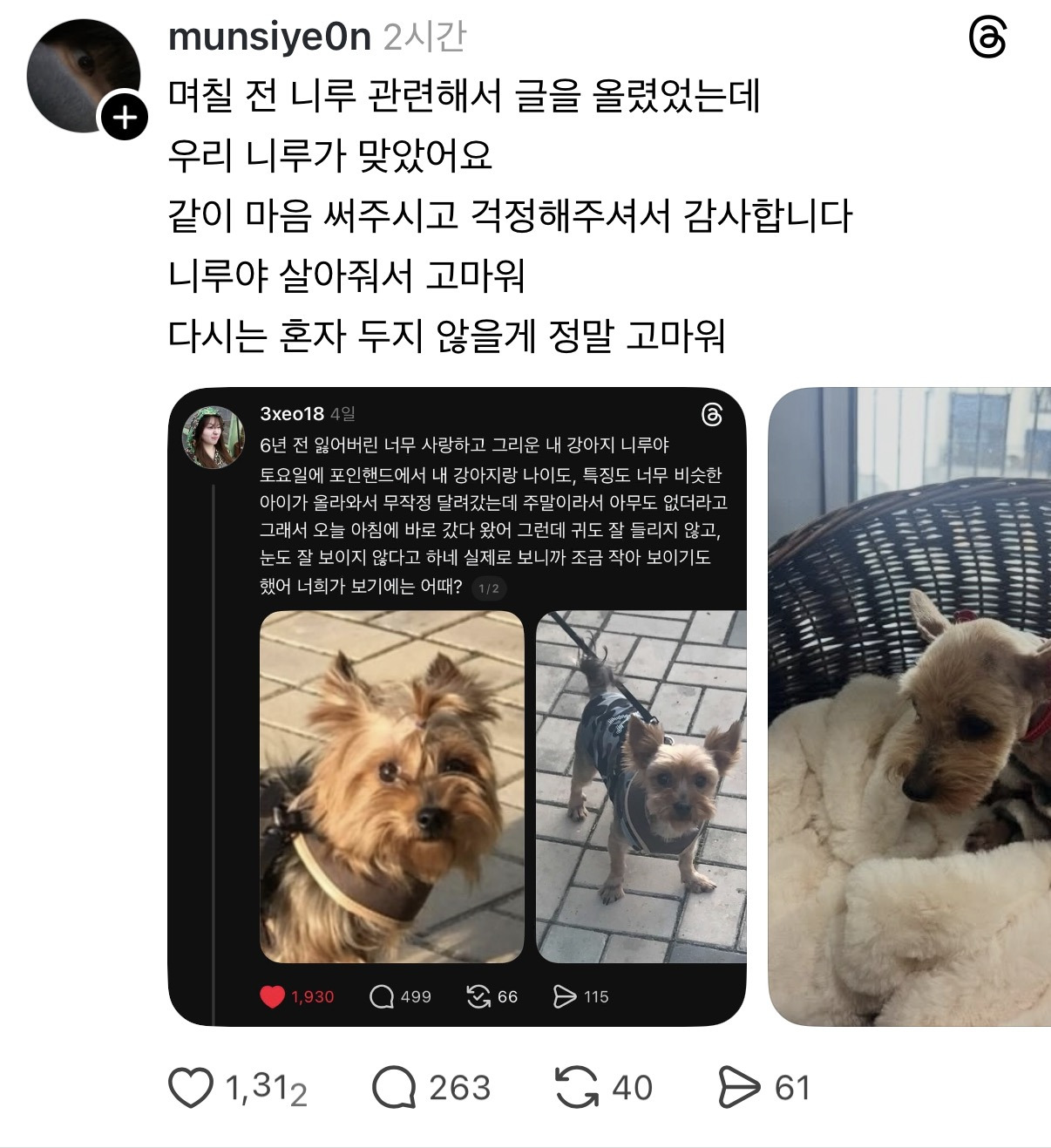 유실된지 6년만에 찾은 강아지 니루 | 인스티즈