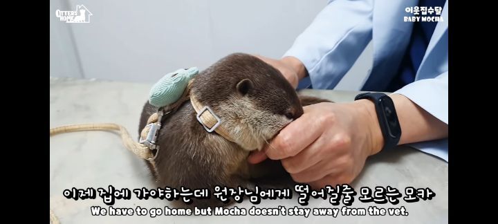 의사 선생님 품이 너무 좋은 아기수달 (아기수달 생애 첫 건강검진) | 인스티즈