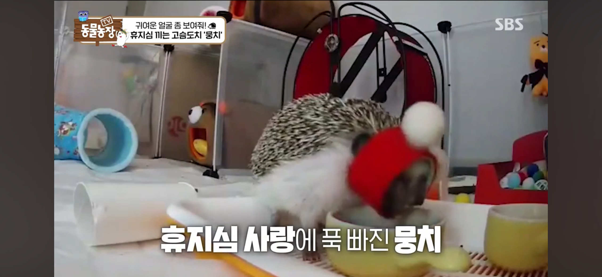 따봉고슴도치 휴지심 좋아도치 | 인스티즈