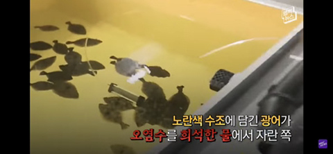 방사능 오염수에서 자란 맛 좋은 일본 광어 | 인스티즈