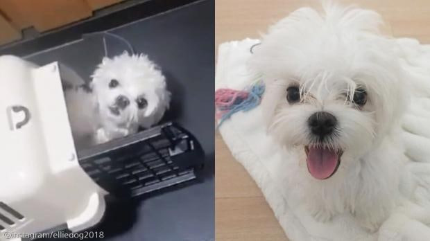 최애 강아지 유치원 선생님이 픽업하러오자..jpg | 인스티즈