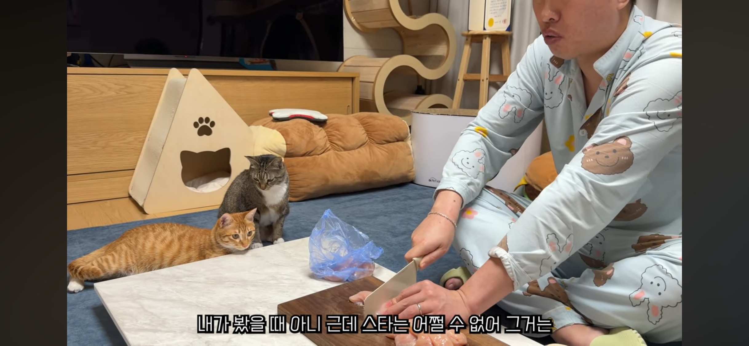 칠복이(0살 고양이)를 향한 악플 경고하는 언더월드 | 인스티즈