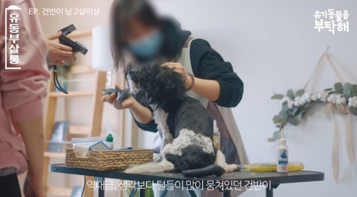 강쥐 건반이의 미용 전/후.jpg | 인스티즈