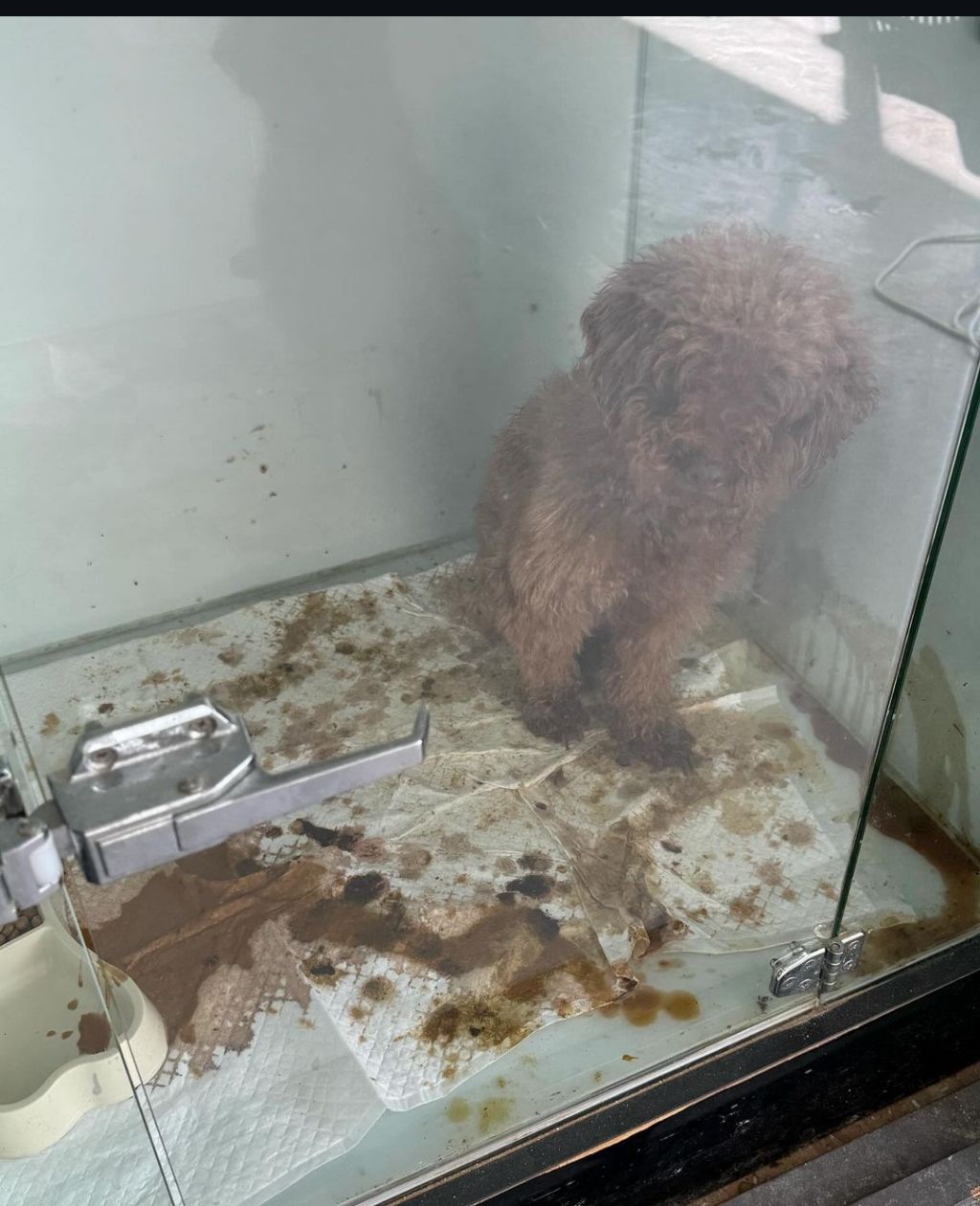 오늘 동물구조단체가 찾아간 안락사 없는 파양 보호소 | 인스티즈