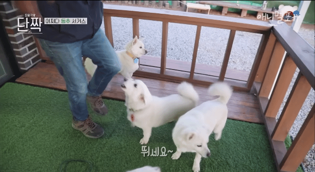 겁나 재밌게 사는 할아버지와 냥댕이들ㅋㅋㅋ.gif | 인스티즈