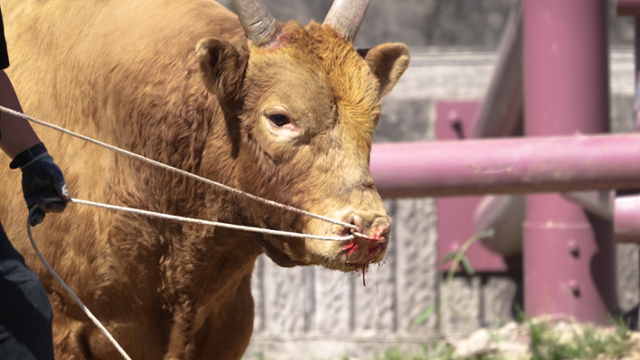 싸우기 싫은 소, 코뚜레로 끌어내고 채찍질···피와 침 흘릴 때까지 '학대' [영상] | 인스티즈