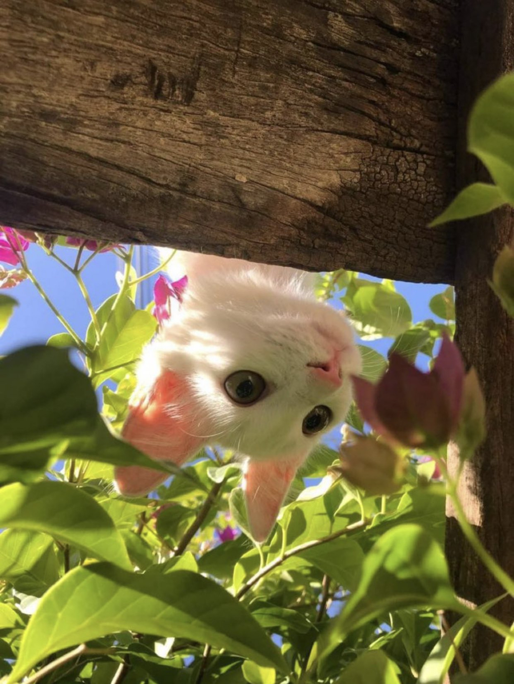 고양이는 혼란스럽다 | 인스티즈