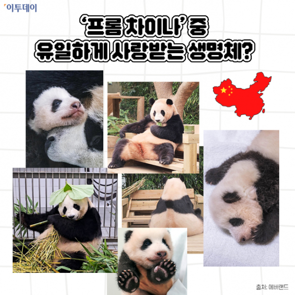 중국은 싫지만…푸바오·탕후루·마라탕은 예외 | 인스티즈