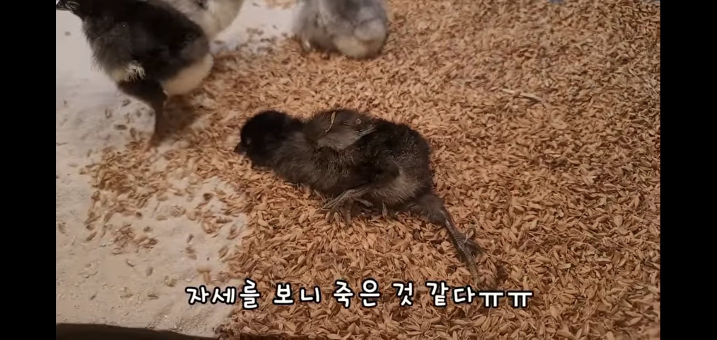 오늘자 폭력적이고 불쌍한 영상 올린 유튜버 매탈남.jpg | 인스티즈