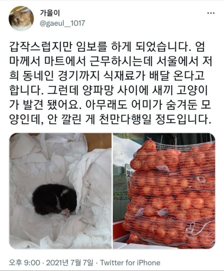 배달 온 양파망 사이에 새끼 고양이가 발견됐어요 | 인스티즈