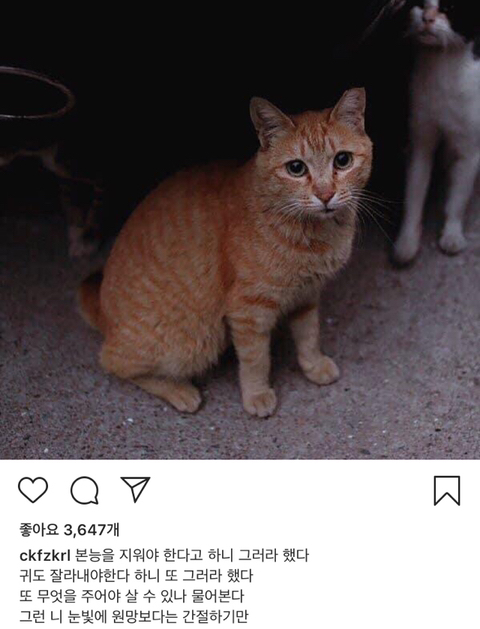 길에서 살아가는 고양이들 모습을 담은 인스타 | 인스티즈