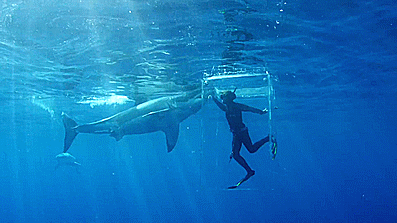 이 케이지안에서 10분 버티고 1억 받기 vs 안해 | 인스티즈